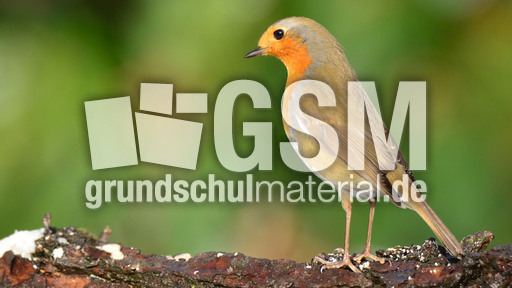 Rotkehlchen (39).jpg